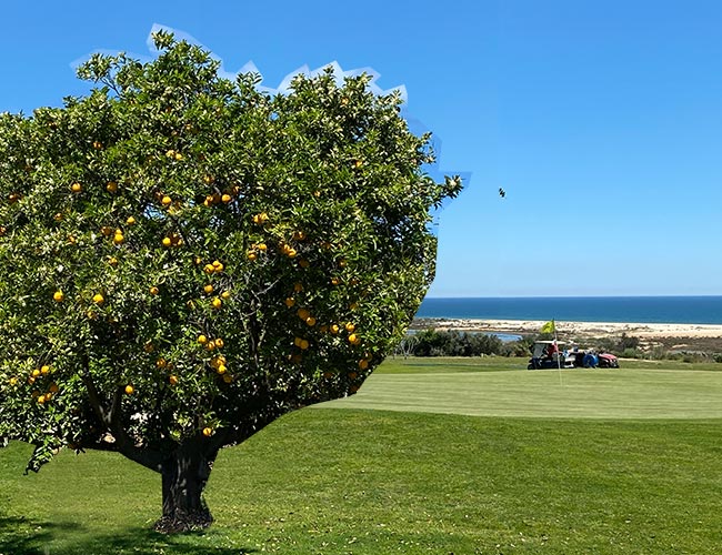Orangenbaum an der Algarve